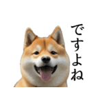 柴犬で返信！（個別スタンプ：14）