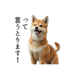 柴犬で返信！（個別スタンプ：15）