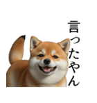 柴犬で返信！（個別スタンプ：16）