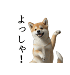 柴犬で返信！（個別スタンプ：17）