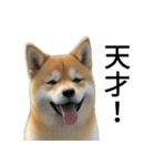 柴犬で返信！（個別スタンプ：24）