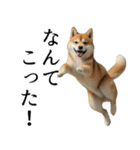 柴犬で返信！（個別スタンプ：25）