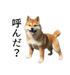 柴犬で返信！（個別スタンプ：29）