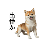 柴犬で返信！（個別スタンプ：30）