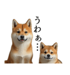 柴犬で返信！（個別スタンプ：31）