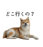 柴犬で返信！（個別スタンプ：33）