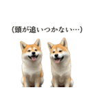 柴犬で返信！（個別スタンプ：35）