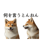 柴犬で返信！（個別スタンプ：36）