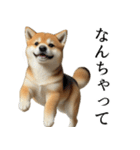 柴犬で返信！（個別スタンプ：38）