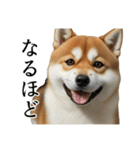 柴犬で返信！（個別スタンプ：40）