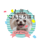 犬スタンプ、yamami（個別スタンプ：2）