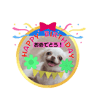 犬スタンプ、yamami（個別スタンプ：5）