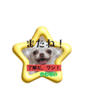 犬スタンプ、yamami（個別スタンプ：8）