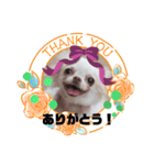 ワンちゃんスタンプ、yamami（個別スタンプ：4）