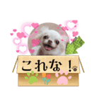 ワンちゃんスタンプ、yamami（個別スタンプ：6）