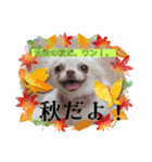 ワンちゃんスタンプ、yamami（個別スタンプ：7）