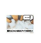 ふーちゃん/スコティッシュ（個別スタンプ：11）