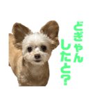 チャチャのスタンプだよーん③（個別スタンプ：11）