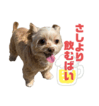 チャチャのスタンプだよーん③（個別スタンプ：16）