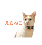 かわいいうちの猫のスタンプ2（個別スタンプ：1）