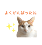 かわいいうちの猫のスタンプ2（個別スタンプ：3）