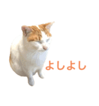 かわいいうちの猫のスタンプ2（個別スタンプ：4）