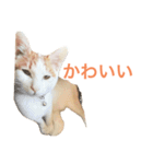 かわいいうちの猫のスタンプ2（個別スタンプ：5）