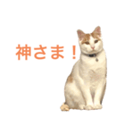 かわいいうちの猫のスタンプ2（個別スタンプ：6）