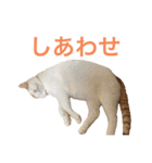 かわいいうちの猫のスタンプ2（個別スタンプ：7）