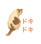 かわいいうちの猫のスタンプ2（個別スタンプ：8）