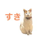 かわいいうちの猫のスタンプ2（個別スタンプ：9）