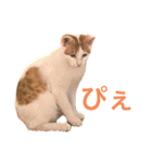 かわいいうちの猫のスタンプ2（個別スタンプ：11）