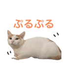 かわいいうちの猫のスタンプ2（個別スタンプ：12）