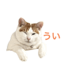かわいいうちの猫のスタンプ2（個別スタンプ：13）