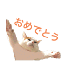 かわいいうちの猫のスタンプ2（個別スタンプ：14）