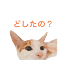かわいいうちの猫のスタンプ2（個別スタンプ：15）