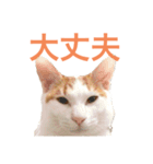 かわいいうちの猫のスタンプ2（個別スタンプ：16）