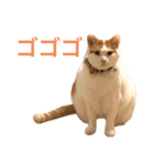 かわいいうちの猫のスタンプ2（個別スタンプ：17）