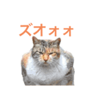 かわいいうちの猫のスタンプ2（個別スタンプ：18）