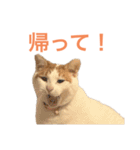 かわいいうちの猫のスタンプ2（個別スタンプ：19）