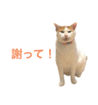 かわいいうちの猫のスタンプ2（個別スタンプ：20）