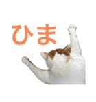 かわいいうちの猫のスタンプ2（個別スタンプ：22）