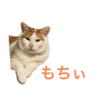 かわいいうちの猫のスタンプ2（個別スタンプ：23）