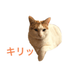 かわいいうちの猫のスタンプ2（個別スタンプ：24）