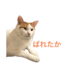 かわいいうちの猫のスタンプ2（個別スタンプ：26）