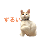 かわいいうちの猫のスタンプ2（個別スタンプ：27）