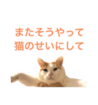 かわいいうちの猫のスタンプ2（個別スタンプ：29）