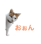 かわいいうちの猫のスタンプ2（個別スタンプ：30）