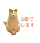かわいいうちの猫のスタンプ2（個別スタンプ：32）