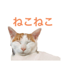 かわいいうちの猫のスタンプ2（個別スタンプ：33）